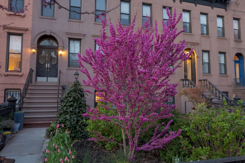 Carroll Gardens During the Pandemic